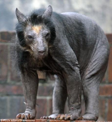 shaved-bear.jpg shaved-bear.jpg