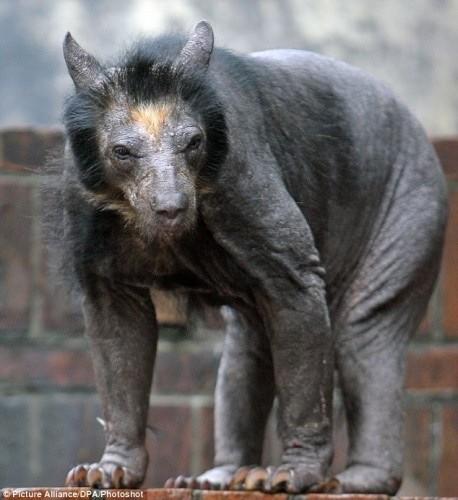 shaved-bear.jpg