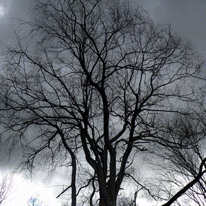 windy-gray-tree.gif